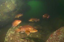 School of Ballan wrasse, with lower arch of Cathedral roc... by Mike Clark 